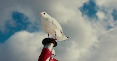 Bayrak direğinde gün ışığında bir martı. 4K 120Fps
