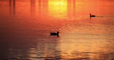Akşam Güneşi ile Gölde Yüzen Ördekler 4K Yavaş Hareket