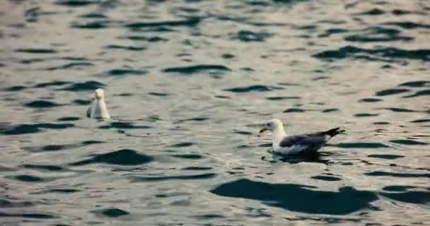 Чайки Плавають Морі Їдять Повільному Русі — стокове відео