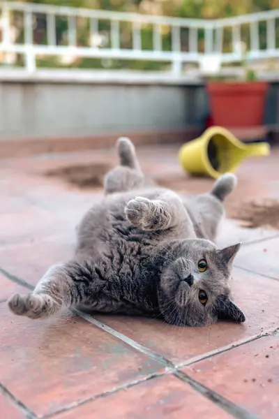 Sevimli gri kedi teras tenceresini devirmiş, kumlar etrafa saçılmış ve sırtüstü uzanmış kameranın dikey fotoğrafına bakıyor.