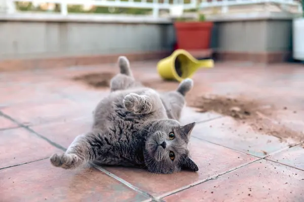  Sevimli gri kedi teras tenceresini devirmiş, kum yayılmış ve sırtüstü yatmış kameraya bakıyor.