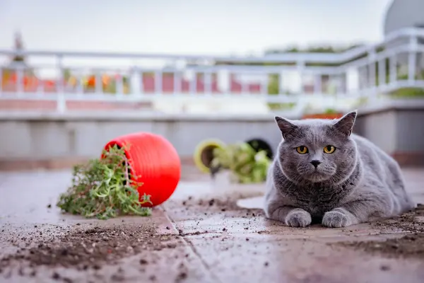 Terastaki saksıyı deviren çok tatlı gri kedi kumlar etrafa yayılmış ve kameraya bakıyor.
