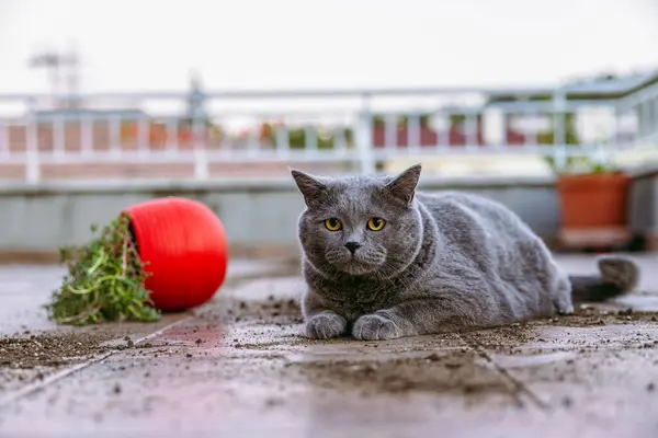 Terastaki saksıyı deviren çok tatlı gri kedi kumlar etrafa yayılmış ve kameraya bakıyor.