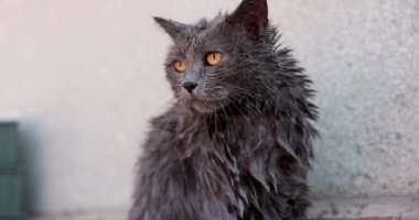 Islak İngiliz Kısaltması Dilini Dilimden Çıkarttı 4K Yavaş Hareket