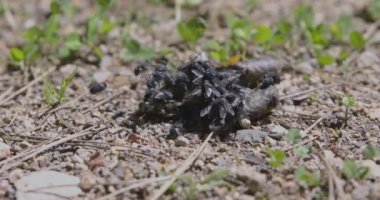 Siyah Sinekler Çimenler Arasında Beslenmeye Çalışıyor 4K Yavaş Hareket