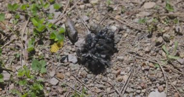 Siyah Sinekler Çimenler Arasında Beslenmeye Çalışıyor 4K Yavaş Hareket