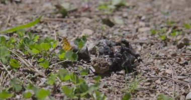 Siyah Sinekler Çimenler Arasında Beslenmeye Çalışıyor 4K Yavaş Hareket