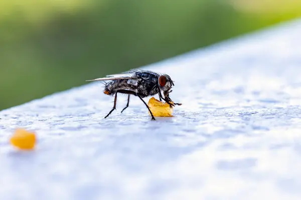 Bir Karasineğin Makro Atışı