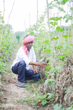 Hintli çiftçi elinde domates, mutlu çiftçi.