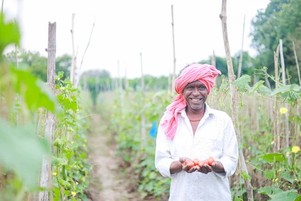 Indian farmer holding tomato in hands, happy farmer