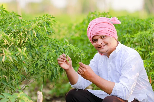 インドのハッピー農家 緑のチリの植物 緑のチリの農業 若い農夫を保持しています — ストック写真