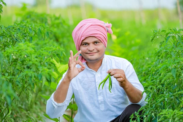 Індійський Щасливий Фермер Тримає Рослину Зеленого Чилі Зелене Чилі Фермерство — стокове фото