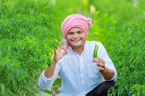 Indián Šťastný Zemědělec Držící Zelené Chilli Zelené Chilli Farmy Mladý — Stock fotografie