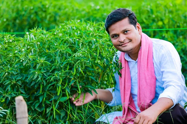 Индийский Счастливый Фермер Держит Зеленый Чили Зеленый Чили Фермерства Молодой — стоковое фото
