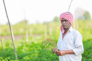 Elinde yeşil biber sepetini tutan çiftçi, biber topluyor.