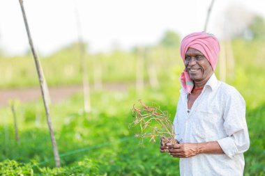 Elinde yeşil biber sepetini tutan çiftçi, biber topluyor.