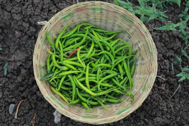 Hint çiftçiliği, ağaçtaki taze yeşil biber