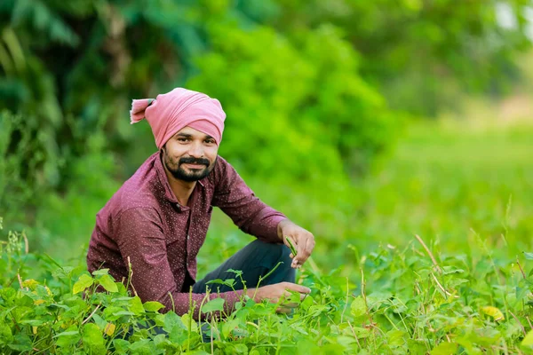 Indisk Odling Cwopea Jordbrukare Som Håller Cwopea Händerna Lycklig Jordbrukare — Stockfoto