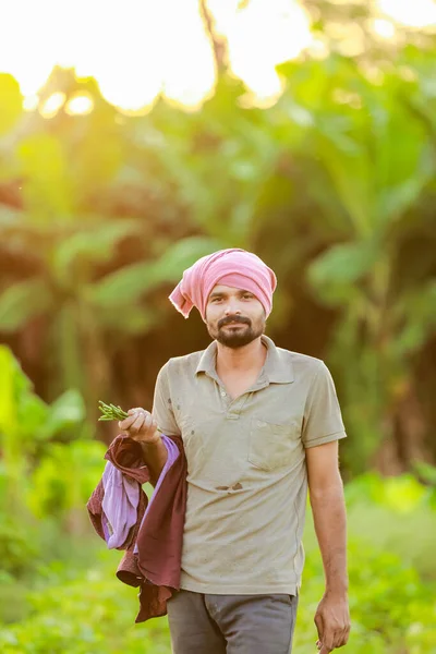 Indisk Odling Cwopea Jordbrukare Som Håller Cwopea Händerna Lycklig Jordbrukare — Stockfoto