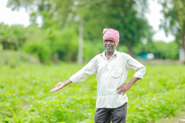 stock image Indian farmer showing cotton tree in cotton farm , happy farmer