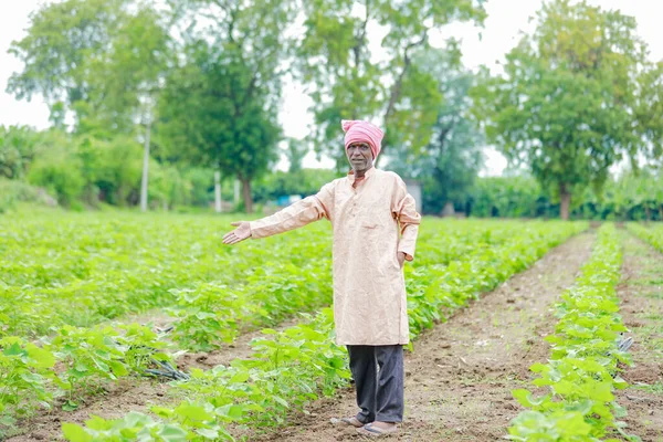 stock image Indian farmer showing cotton tree in cotton farm , happy farmer