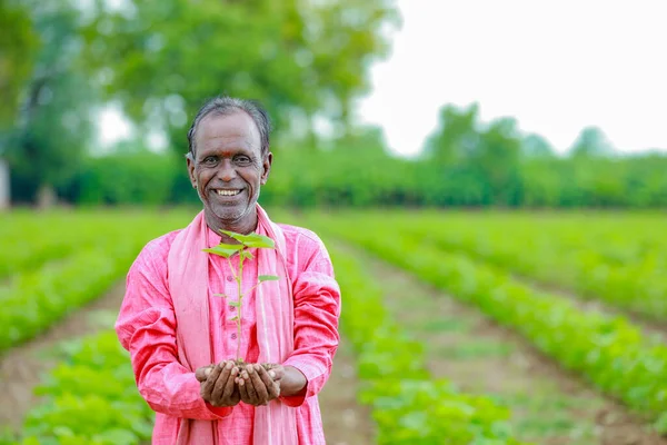 stock image Indian happy farmer holding cotton tree in hands, happy farmer