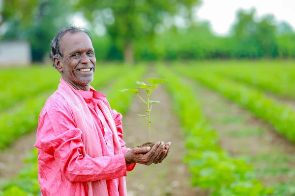 Indian happy farmer holding cotton tree in hands, happy farmer