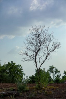 Hindistan pamuk yetiştirme ağacı, çiftlikte küçük bitkiler yetişiyor.