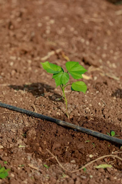 Indian farming cotton baby tree, small plant grow in farm