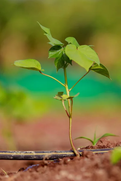 Indian farming cotton baby tree, small plant grow in farm
