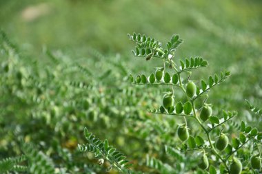 Çiğ yeşil nohut bitkisi. Bir yığın baklagil nohut arkaplanı