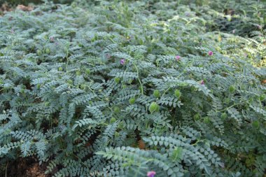 Çiğ yeşil nohut bitkisi. Bir yığın baklagil nohut arkaplanı