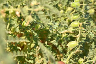 Çiğ yeşil nohut bitkisi. Bir yığın baklagil nohut arkaplanı