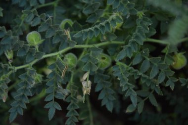 Çiğ yeşil nohut bitkisi. Bir yığın baklagil nohut arkaplanı