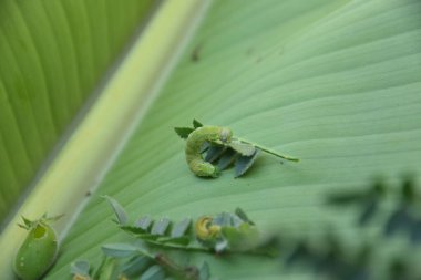 Nohutun tek bir büyük baş belası vardır. Yerli kurt tırtıl Helicoverpa punctigera..