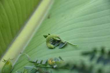 Nohutun tek bir büyük baş belası vardır. Yerli kurt tırtıl Helicoverpa punctigera..