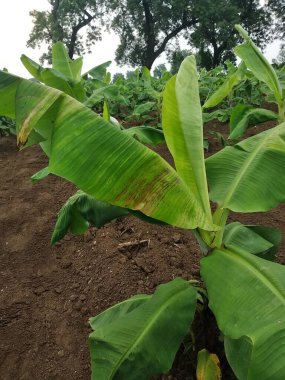 Hint tarımı, Virüs bulaşmış muz ağacı, viral hastalıklar, CMV virüsü.