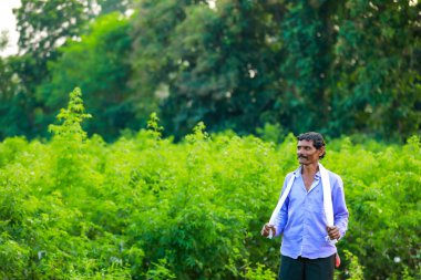 Hintli çiftçi elinde pamuk, mutlu ve genç çiftçi