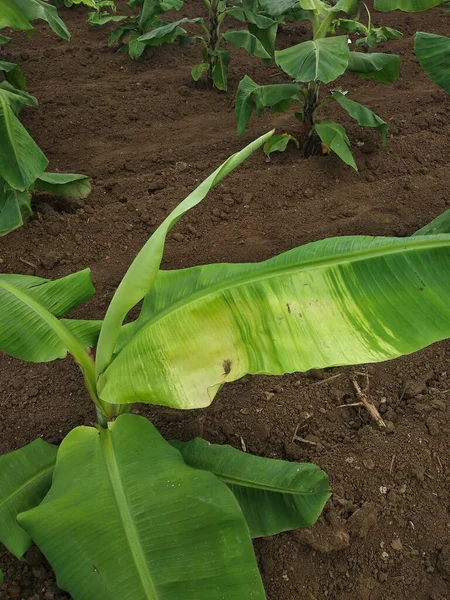 Agricultura India Árbol Plátano Infectado Por Virus Enfermedades Virales Virus — Foto de Stock