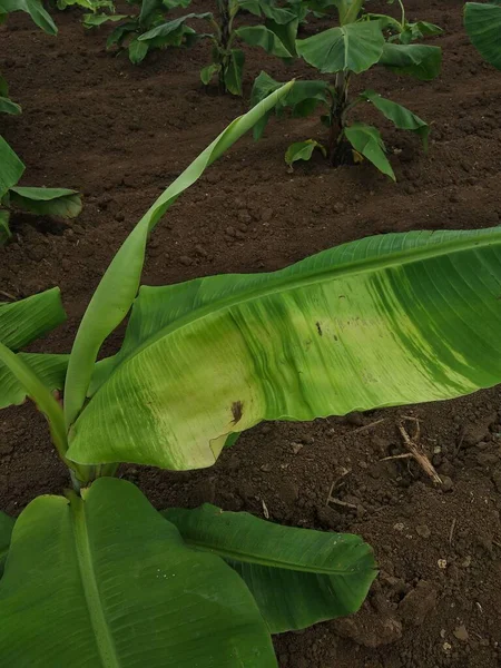 stock image Indian farming, Virus Infected Banana tree, viral diseases, CMV virus