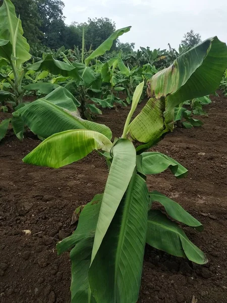 Stock image Indian farming, Virus Infected Banana tree, viral diseases, CMV virus