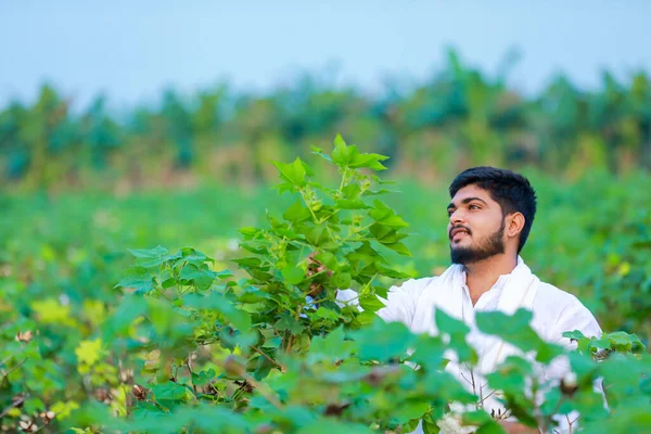 Индийский Фермер Держит Руках Хлопок Счастливый Молодой Фермер — стоковое фото