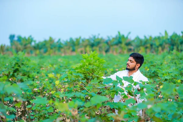 Индийский Фермер Держит Руках Хлопок Счастливый Молодой Фермер — стоковое фото