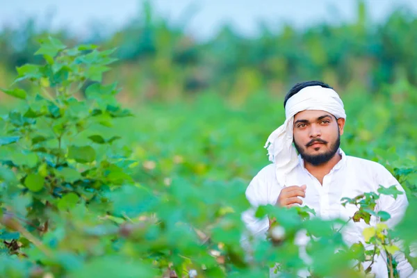 Agricultor Indio Sosteniendo Algodón Mano Feliz Joven Agricultor —  Fotos de Stock