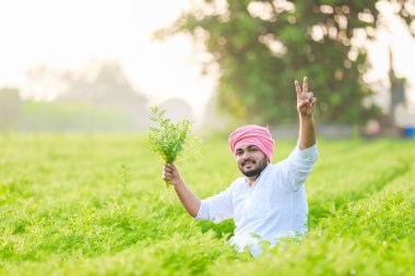 Mutlu Hintli genç çiftçi, Nohut çiftliğinin tadını çıkar.