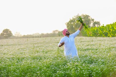 Hintli mutlu çiftçi kişniş çiçeği hasat ediyor, başarılı çiftçilik