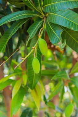 Bulanık yapraklı bir mango sürüsü. Genç mango..