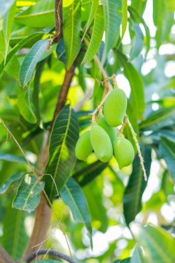 Bulanık yapraklı bir mango sürüsü. Genç mango..