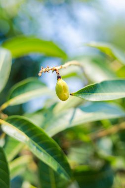 Bulanık yapraklı bir mango sürüsü. Genç mango..