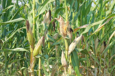 Ağaçta organik taze mısır kapsülleri var. Tüketim ve hayvan yetiştirme için tarım kavramı